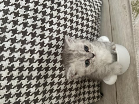 Munchkin yavru