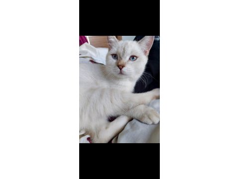 Akıllı çocuğum pamuk silver blue point british