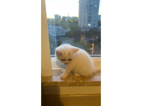 2 aylık dişi british shorthair