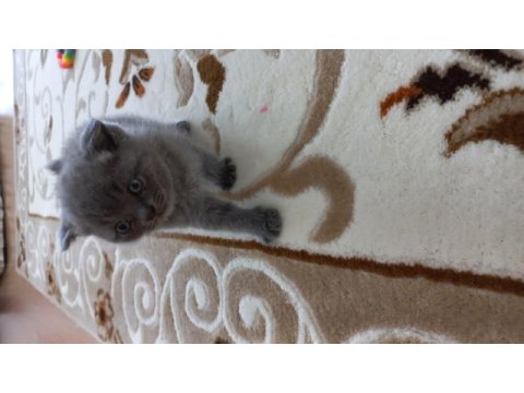 British shorthair yavru kedimiz