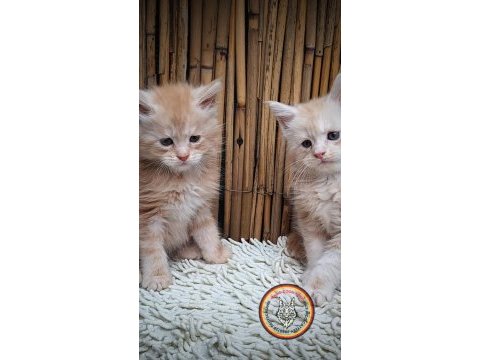 Lo şecereli maine coon kediler