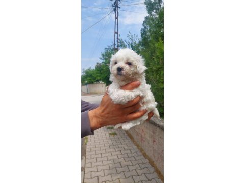 Süper kalite maltese