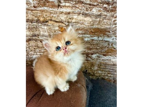 British longhair kedisi