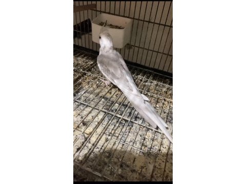 Evcil sultan papağanı kendisini sevdirir