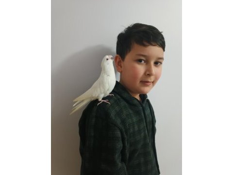 Coşkun hobi üretimden sultan papağanı