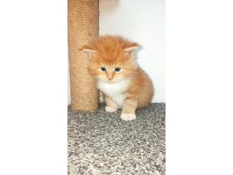 Dernek kayıtlı full şecereli aşıları tamam safkan maine coon