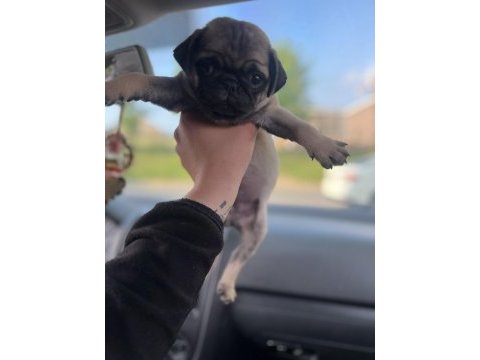 Krem pug mops