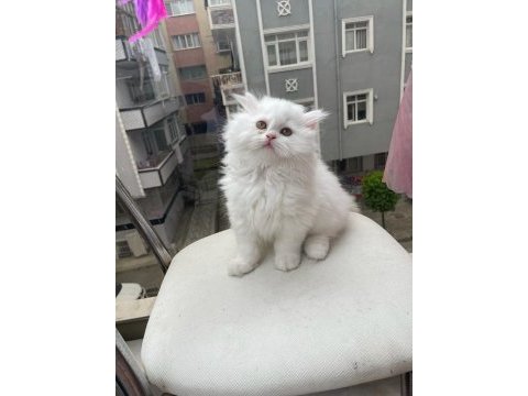 Ayı yavrusu pofuduk safkan chinchilla en kaliteli uyguna