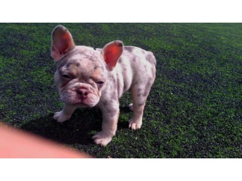 Lilac merle tan isabella carrier french bulldıog