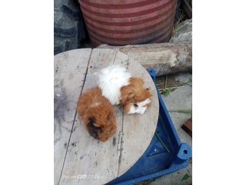 Sütten kesilen guinea pig bebekler