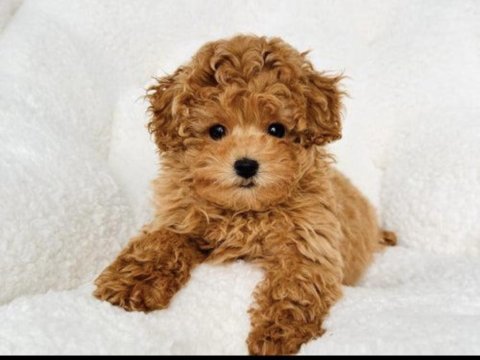 İnanılmaz güzellikte toy poodle bebekler