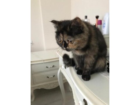2 yaşında çipli british shorthair (ücretsiz)