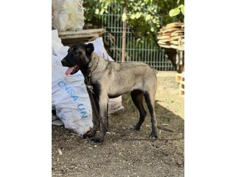 4 aylık köpeğimi sahiplendirme