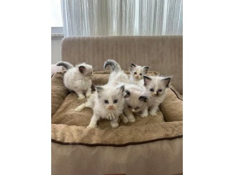 Ragdoll bebekler rezerve açık