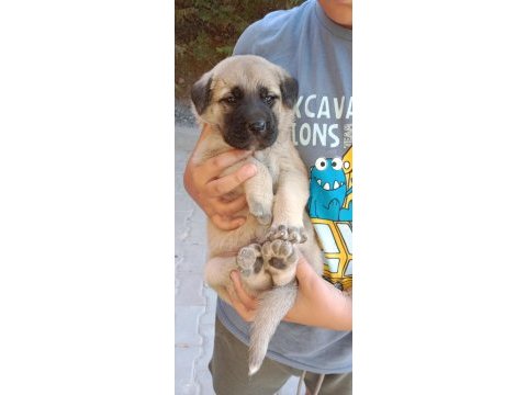 1 aylık kangal köpeği yavrular