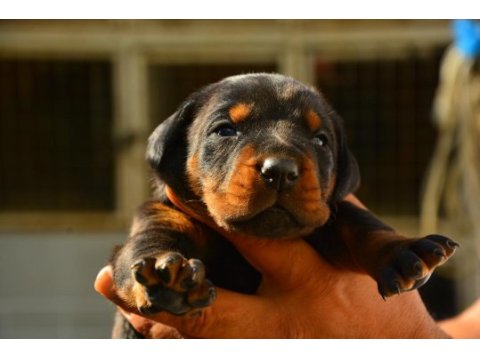 Fcı kıf şecereli a class doberman yavrularımız