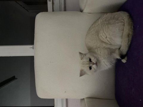 Çipli aşılı british shorthair