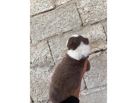 İki haftaya teslime hazır border collie yavrular