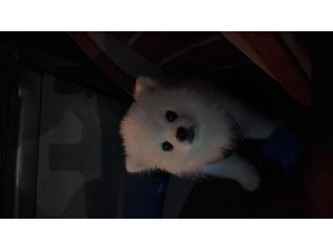 7 aylık pomeranian boo