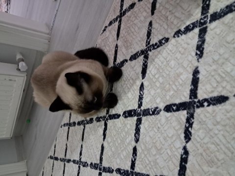 Cinsi siyam kedisi erkek 7 aylık aşıları tam