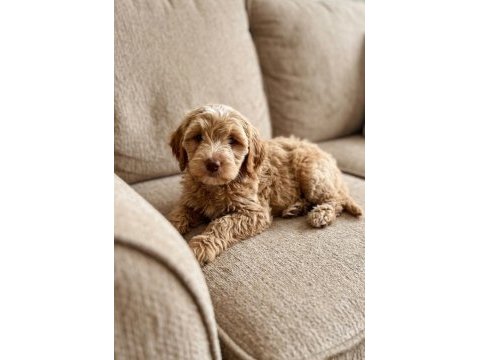 Maltipoo bebekler