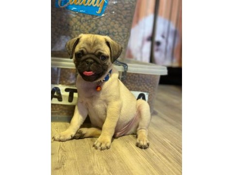 Pug mops yavrularımız