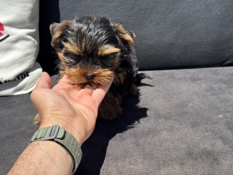 Anti allerjik tea cup yorkshire terrier yavrumuz