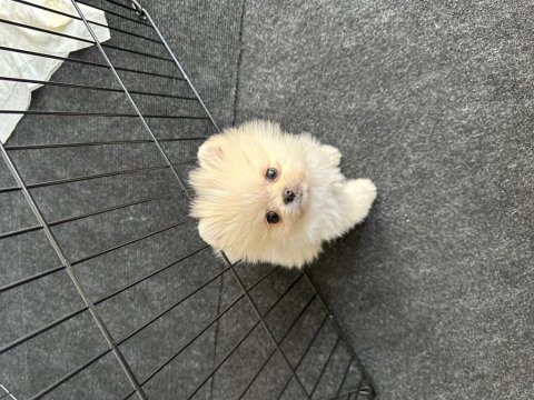 3 aylık dişi neşe kaynağınız olacak pomeranian boo