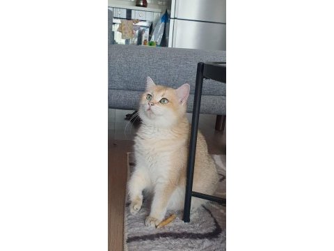 British shorthair