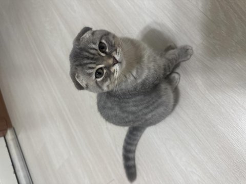 Güzel scottish fold yavrularımız