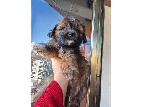 Maltipoo yavru köpeğimiz