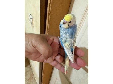 35 günlük renk güzeli çek bebek kuşumuz