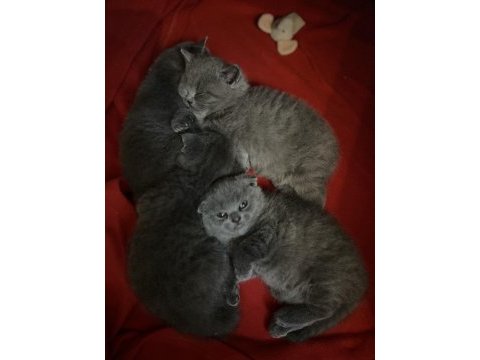 En muhteşem karne hediyesi scottish fold kediler