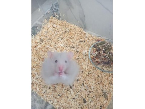 Hamster beyaz