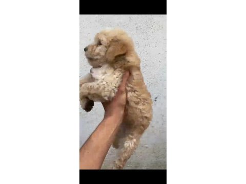 Çok güzel dişi erkek maltipoo yavrular