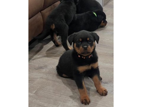 Irk garantili her ile gönderim mevcut rottweiler köpekler