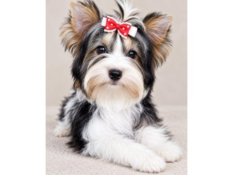 Yorkshire terrier teacup biewer