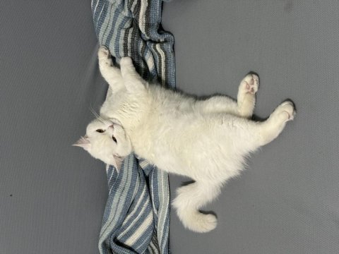 Scottish fold sütlaç yuva arıyoruz
