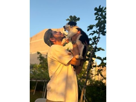 Tertemiz harika border collie
