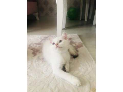 British shorthair yavrumuz sahiplendirilecek