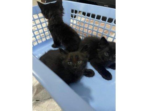 Ragdoll kırması yavru kediler