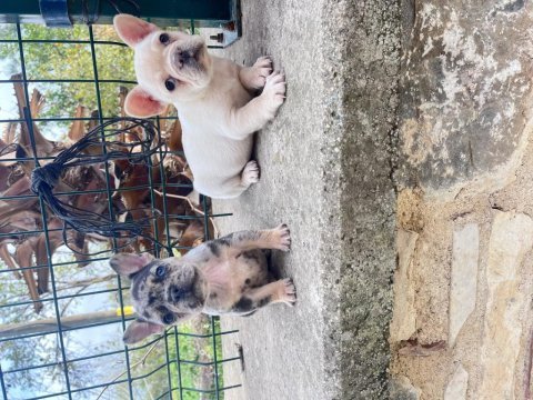 Her renk french bulldog mevcuttur