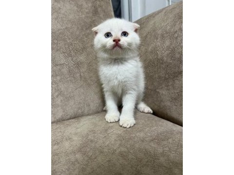 Sıfır kulak ayı surat scottish fold bebekler