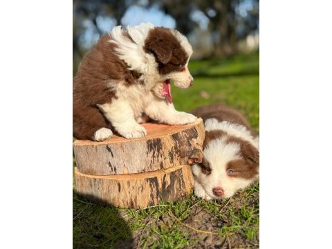 Özel border collie yavruları 