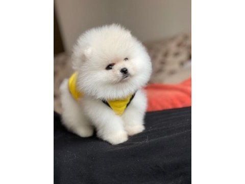 Show kalite ayı surat pomeranian yavrular