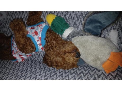 Bazı nedenlerden dolayı köpeğimi vermek zorundayım