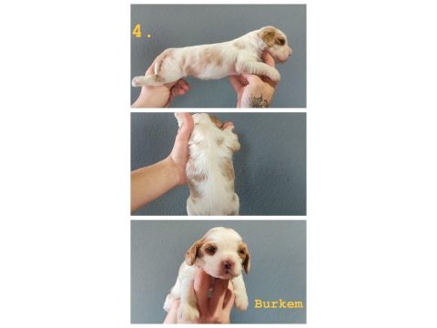 Burkemden dünyalar güzeli cavalier king charles yavruları
