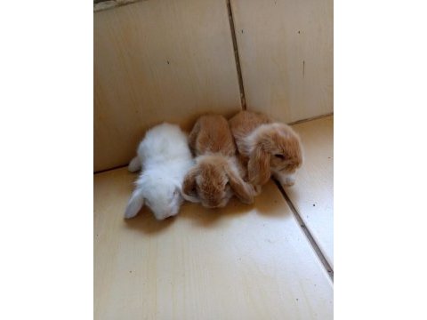 Hollanda teddy lop tavşan yavruları