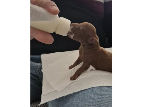 10 güne teslim kore anne babadan safkan kore poodle bebekler