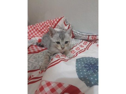 Ücretiz kediler